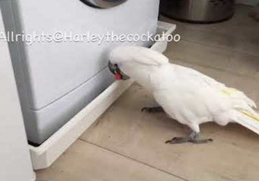 Harley the Cockatoo is Strangely Intrigued by Washing Machine