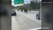 Herd of horses impede traffic on busy highway