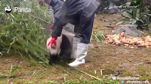 Playful baby panda relentlessly distracts keeper from work