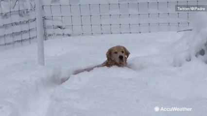 Dog's expression in nearly 2 feet of snow is most of New England right now
