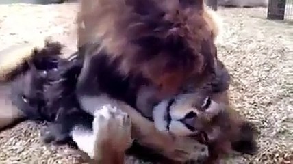 Irmãos leões resgatados de circo não param de se abraçar em reencontro emocionante