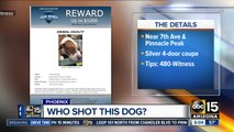 Police looking for who shot, killed pit bull in north Phoenix