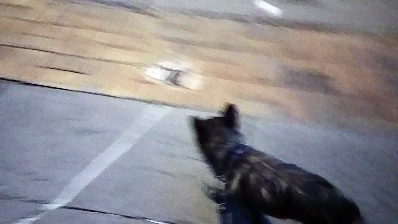 Walking Cujo...