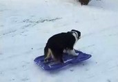 Clever Dog Takes Herself Sledding