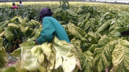 Zimbabwe seizure of tobacco farms hamper production