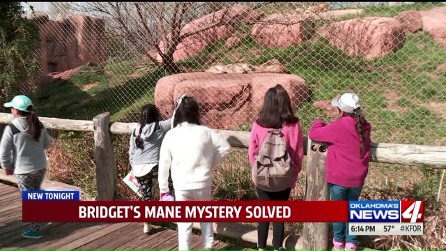 Mystery Surrounding Oklahoma City Zoo Lioness` Mane Finally Solved