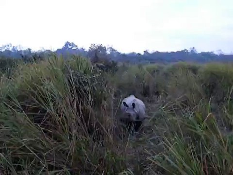 Wildlife in Kaziranga National Park, Assam India