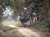 Wildlife of India, Kaziranga National Park, Assam India