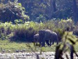 Welcome to Kaziranga National Park