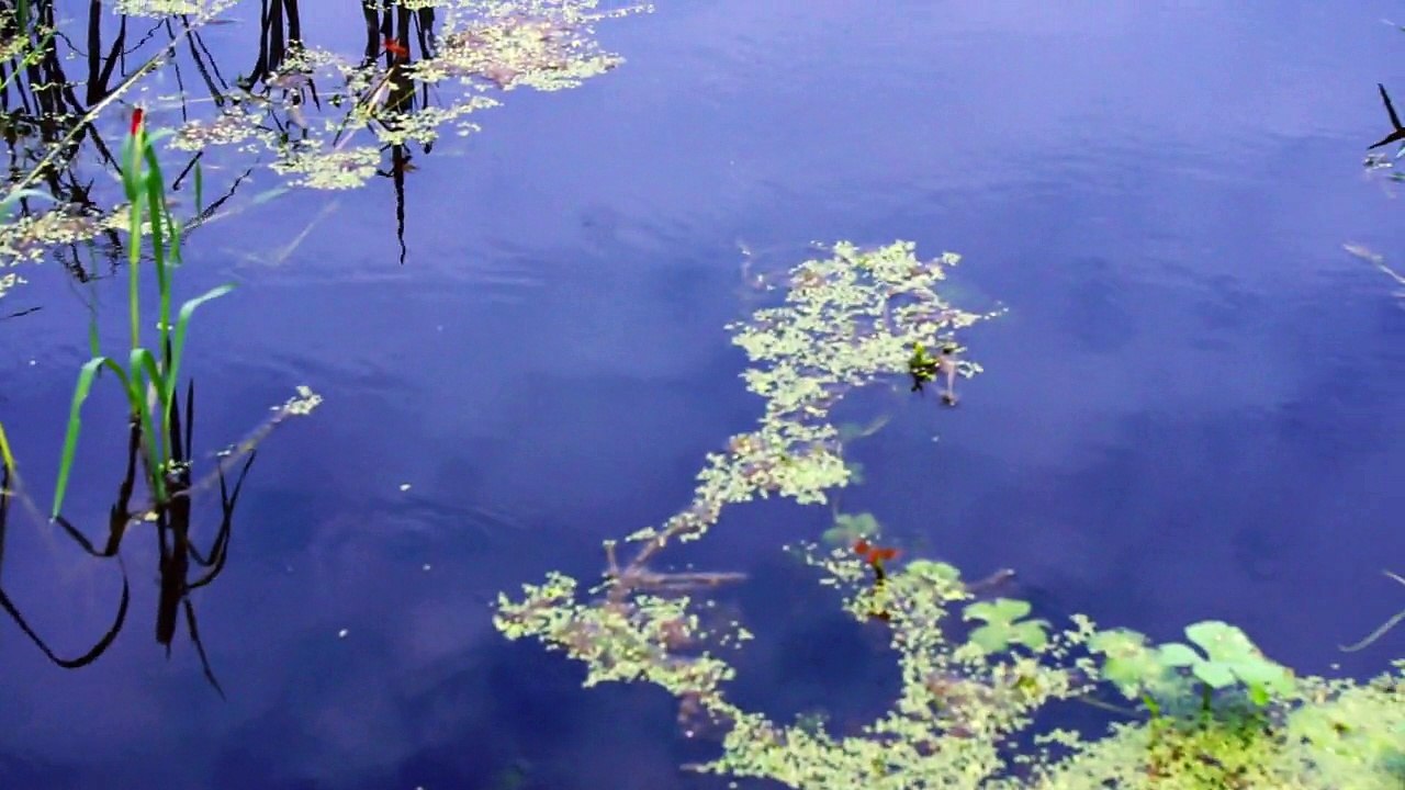 Keoladeo National Park (Bharatpur Bird Sanctuary), Rajasthan