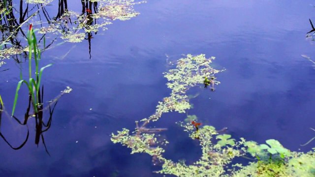 Keoladeo National Park (Bharatpur Bird Sanctuary), Rajasthan