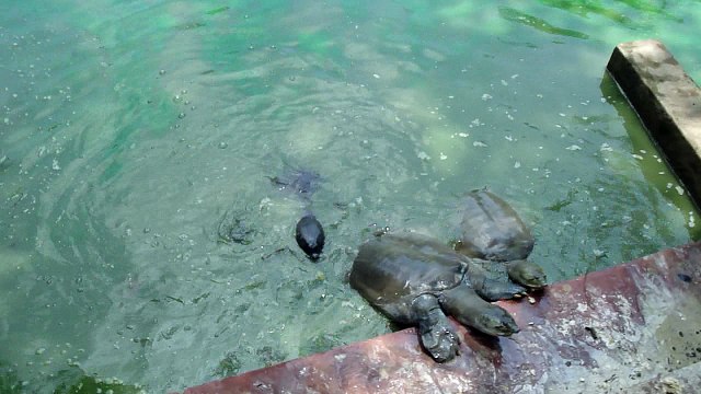 Bharatpur Bird Sanctuary, Rajasthan
