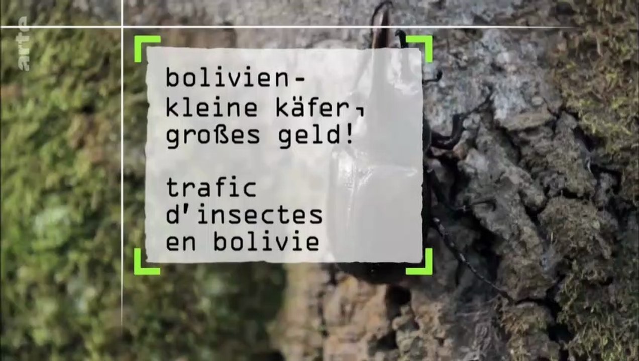 Bolivie, Trafic d'insectes