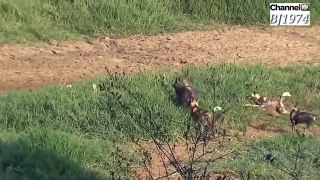 Wild dogs prey on wild goats वन्य बकरियों पर जंगली कुत्तों का शिकार