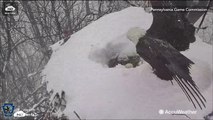 Bald eagle keeps eggs warm during Nor’easter