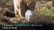 Zoo de Escocia celebra primer nacimiento de oso polar en 25 años