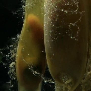 Il filme des bébés requins dans leur œufs. Magnifique