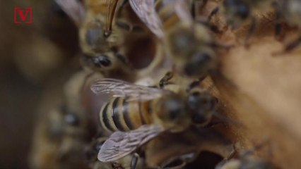 Report: Woman Dies After Receiving 'Bee Acupuncture' Treatment