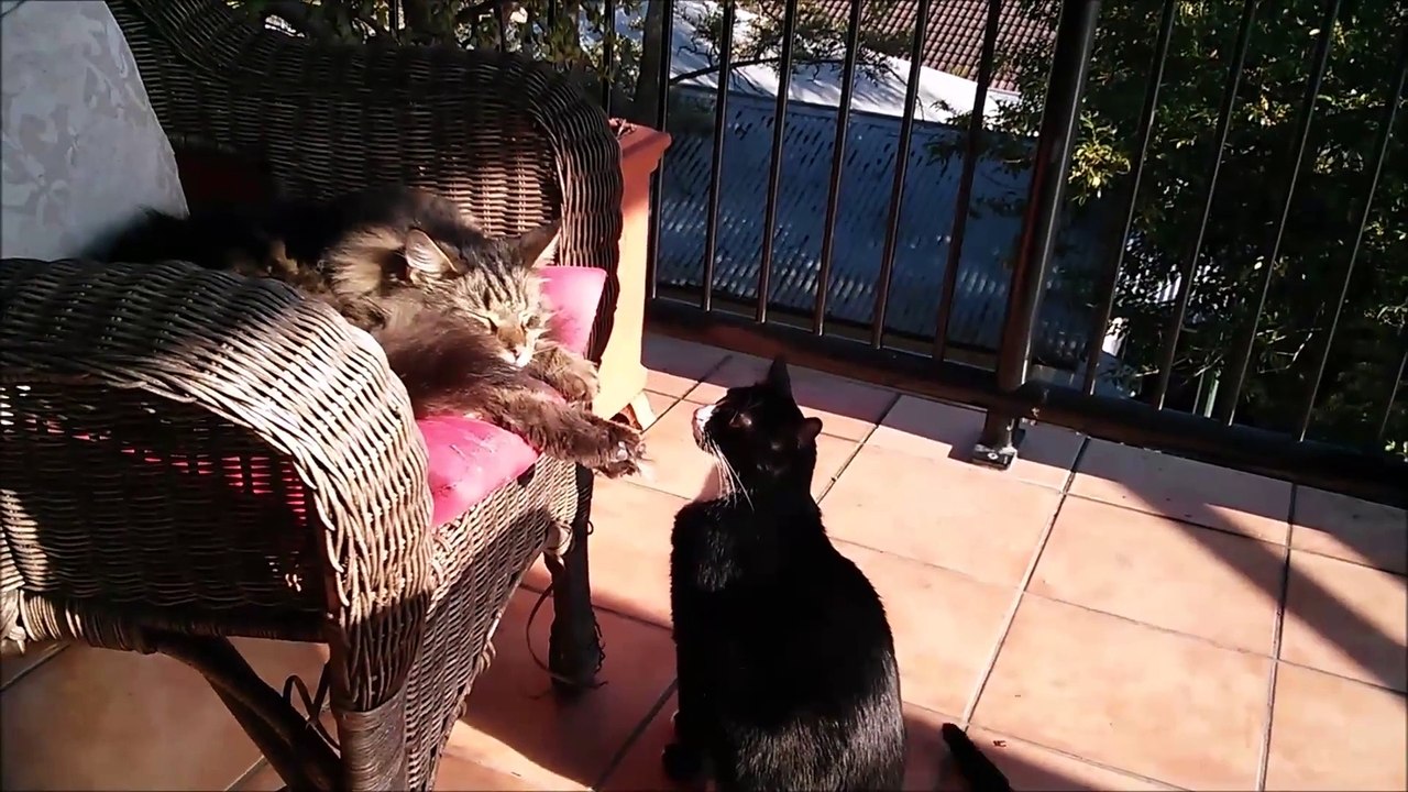 La preuve que les chats sont des enfoirés, même entre eux