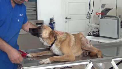 Balıkesir Yavruları Olan Sokak Köpeğini Av Tüfeğiyle Vurdular