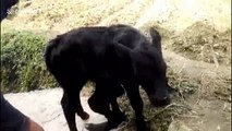 Strange calf born with 6 legs and 2 bottoms