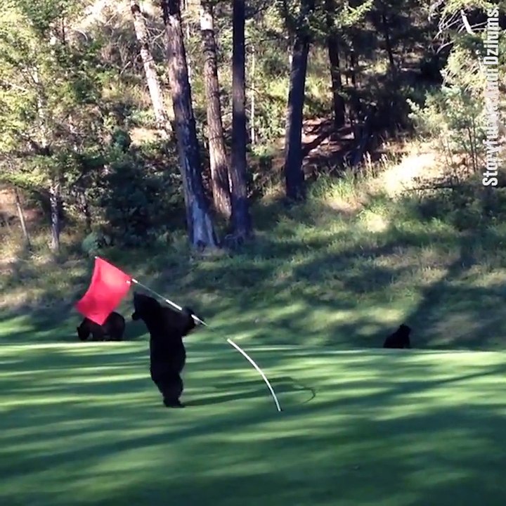Vous avez déjà vu un ours qui fait du pole dance sur un green de golf ???