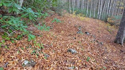 Karadeniz'de Sonbahar Gürgen Ormanında Yaprak Dökümü