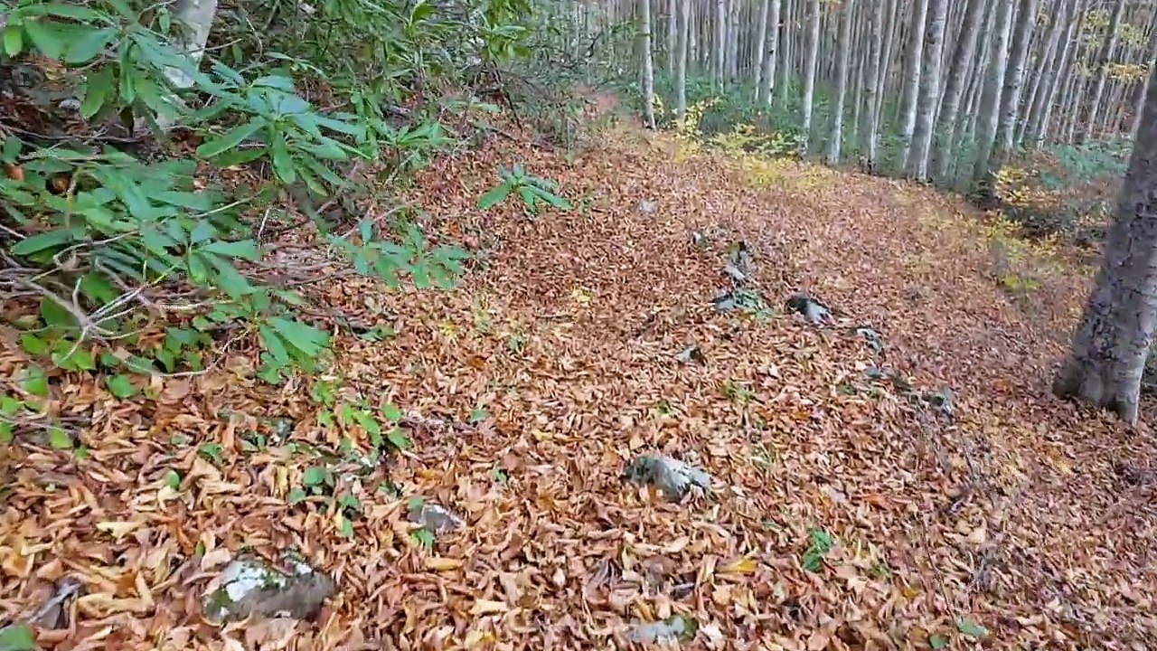 Karadeniz'de Sonbahar Gürgen Ormanında Yaprak Dökümü