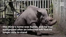 The world's last male northern white rhino has died