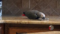 Parrot courtship and romancing the spoon