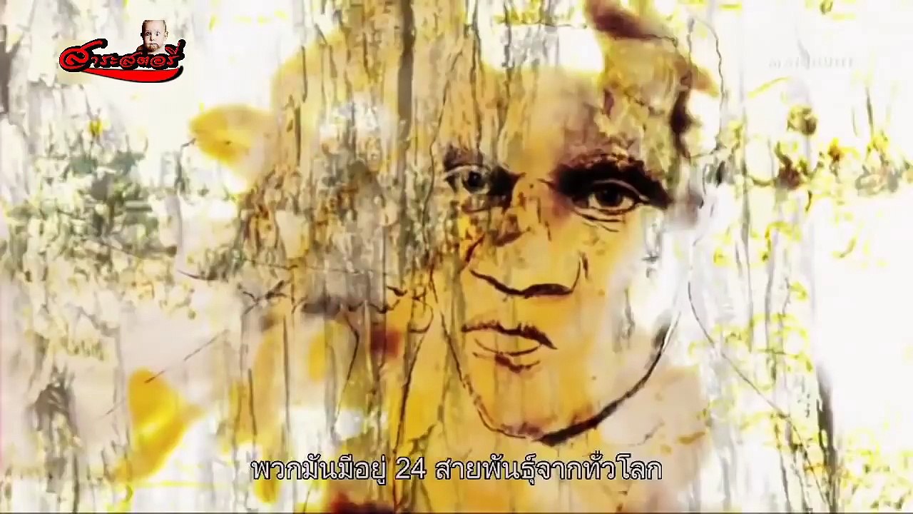 ล่าสัตว์ เอาชีวิตรอด แบบวิถีชนเผ่าโบราณ EP.1 l ตอน ล่าลิงป่า เม่นป่า โดยใช้ธนูลูกดอกเพื่อความอยู่รอด