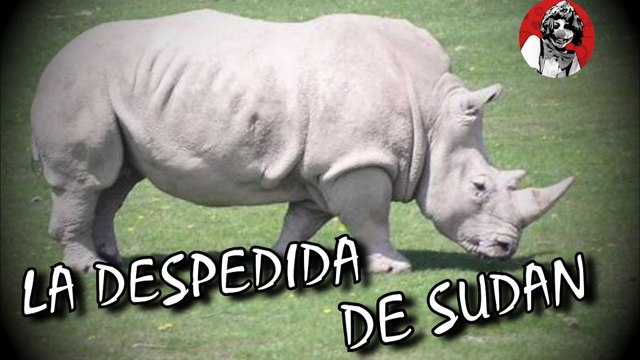 ADIOS AL ULTIMO RINOCERONTE BLANCO (CREANDO CONCIENCIA) | OSCAR JACK