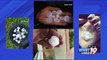 Alabama Storms May Have Dumped Largest Hail Stone in State History