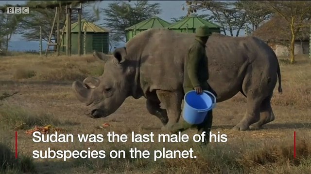 Last male northern white rhino dies in Kenya