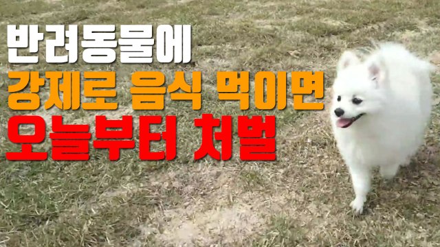 [자막뉴스] 동물학대 처벌, 오늘부터 이렇게 달라진다 / YTN