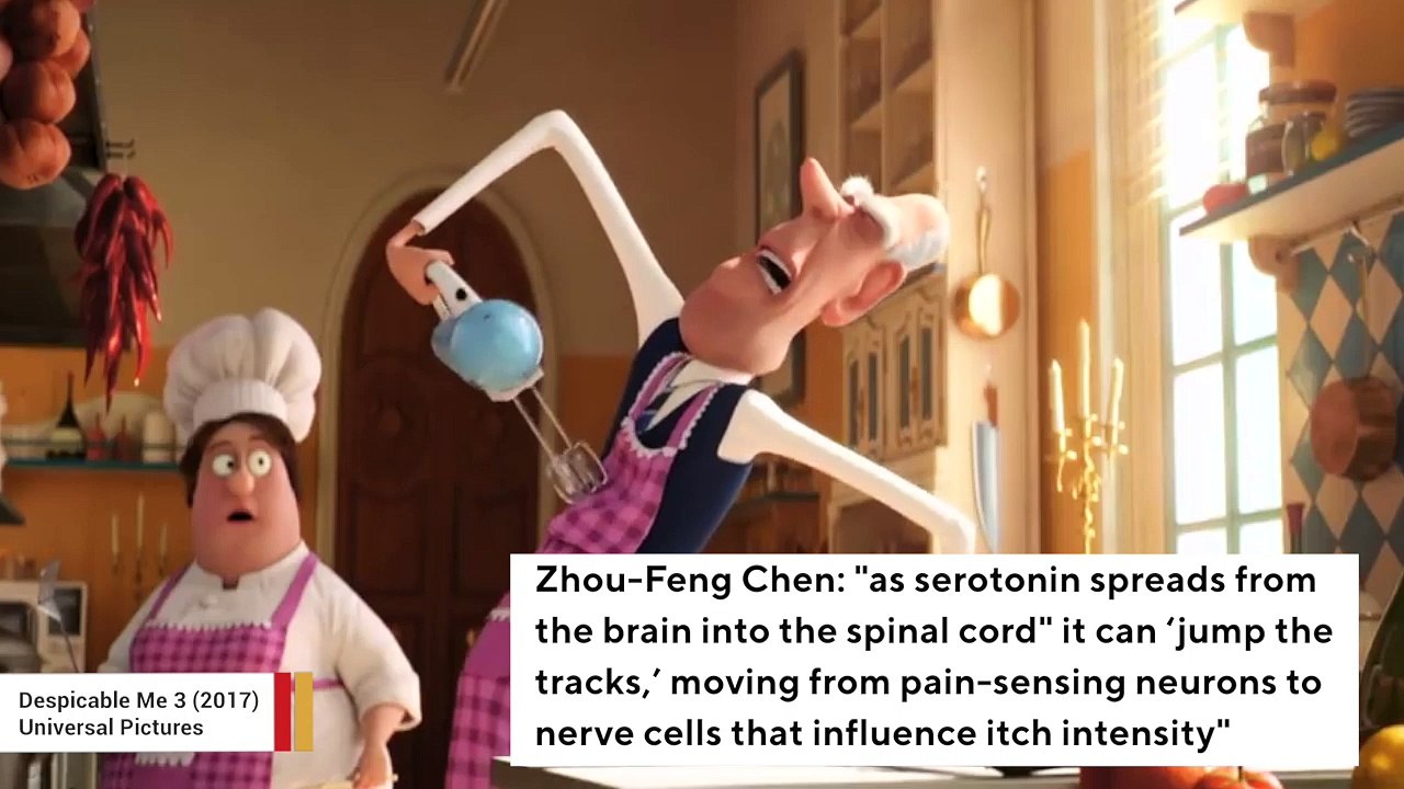 Why Scratching An Itch Feels So Good video Dailymotion