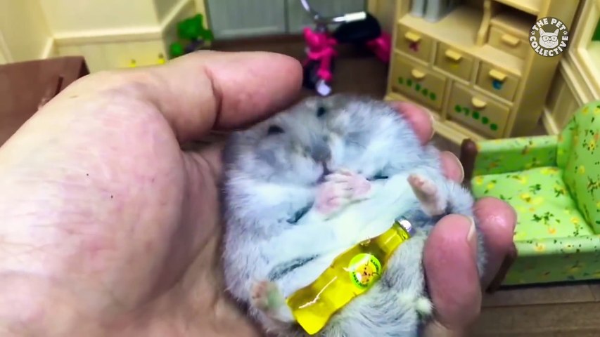 Hungry Hungry Hamsters - Funny Pet Videos 2018