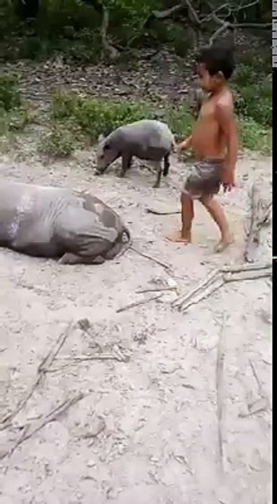 NINO MONTANDO A UN CERDO SALVAJE