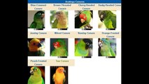 Everything about Conure - Medium & Large Parrots