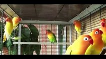 Everything about Lovebirds in English - Small Parrots