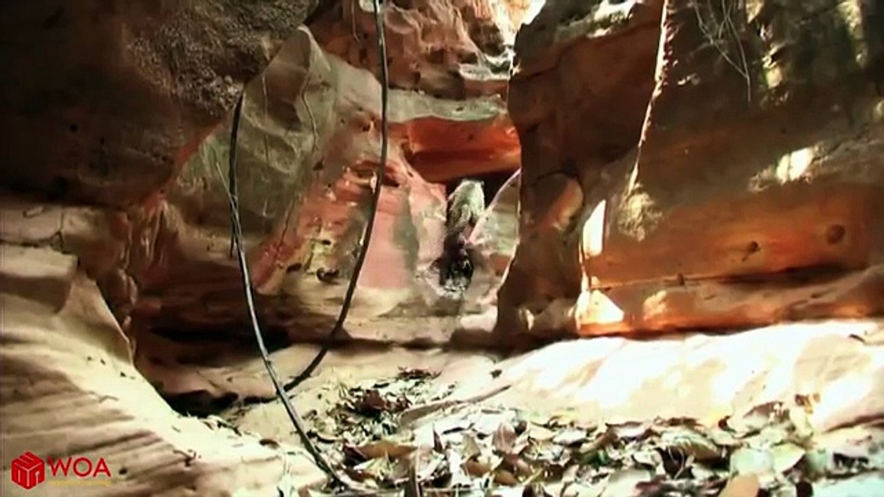 Amazing_Capuchin_Monkey_Save_Mouse_When_Snake_Swallow