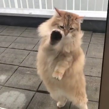 JE VEUX RENTRER !! Ce chat réclame avec ses petites pattes !