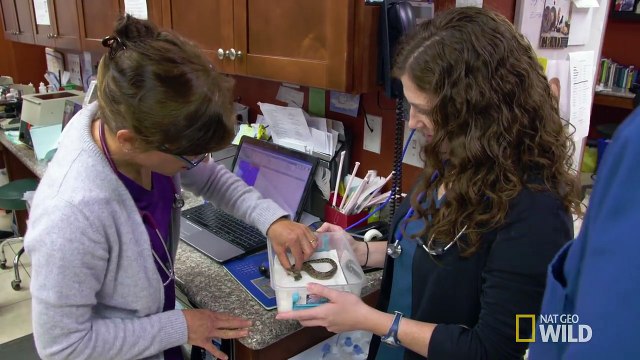 Rare Two-Headed Snake Surprises Vets | Nat Geo Wild