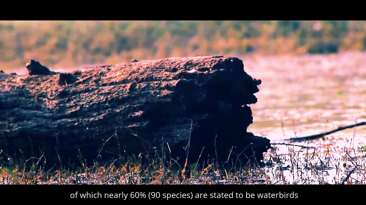 Thol Lake | Bird Sanctuary in   Ahmedabad