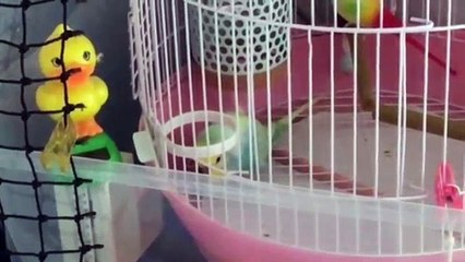 セキセイインコ　おしゃべりののたん♪【こちょこちょこちょしたろか？の巻】
