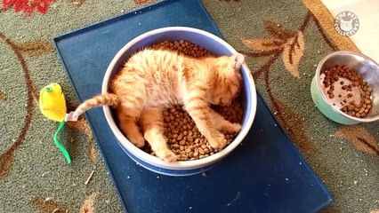 Best Pets of the Week - December 2017 Week 3