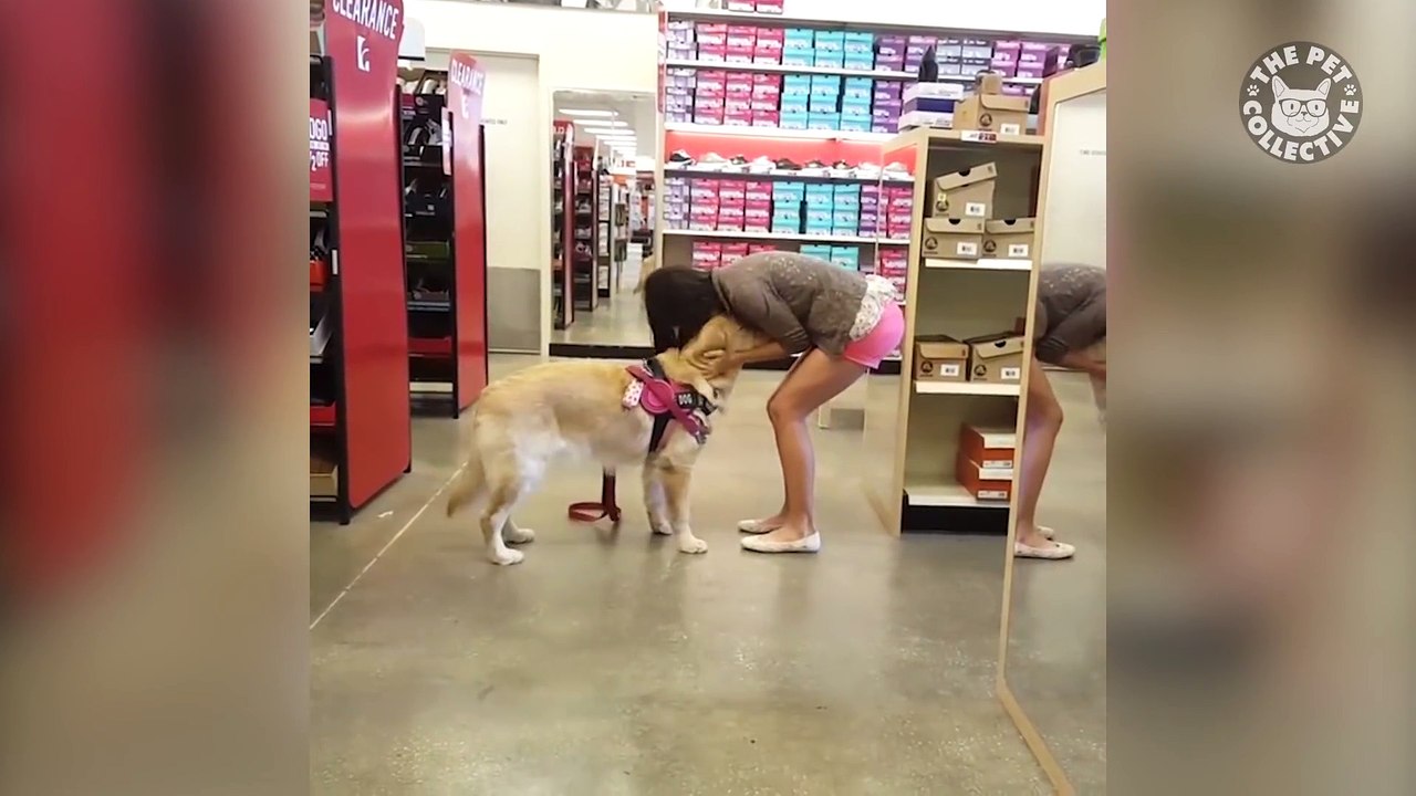 Smart Dogs - Funny Dog Compilation 2017