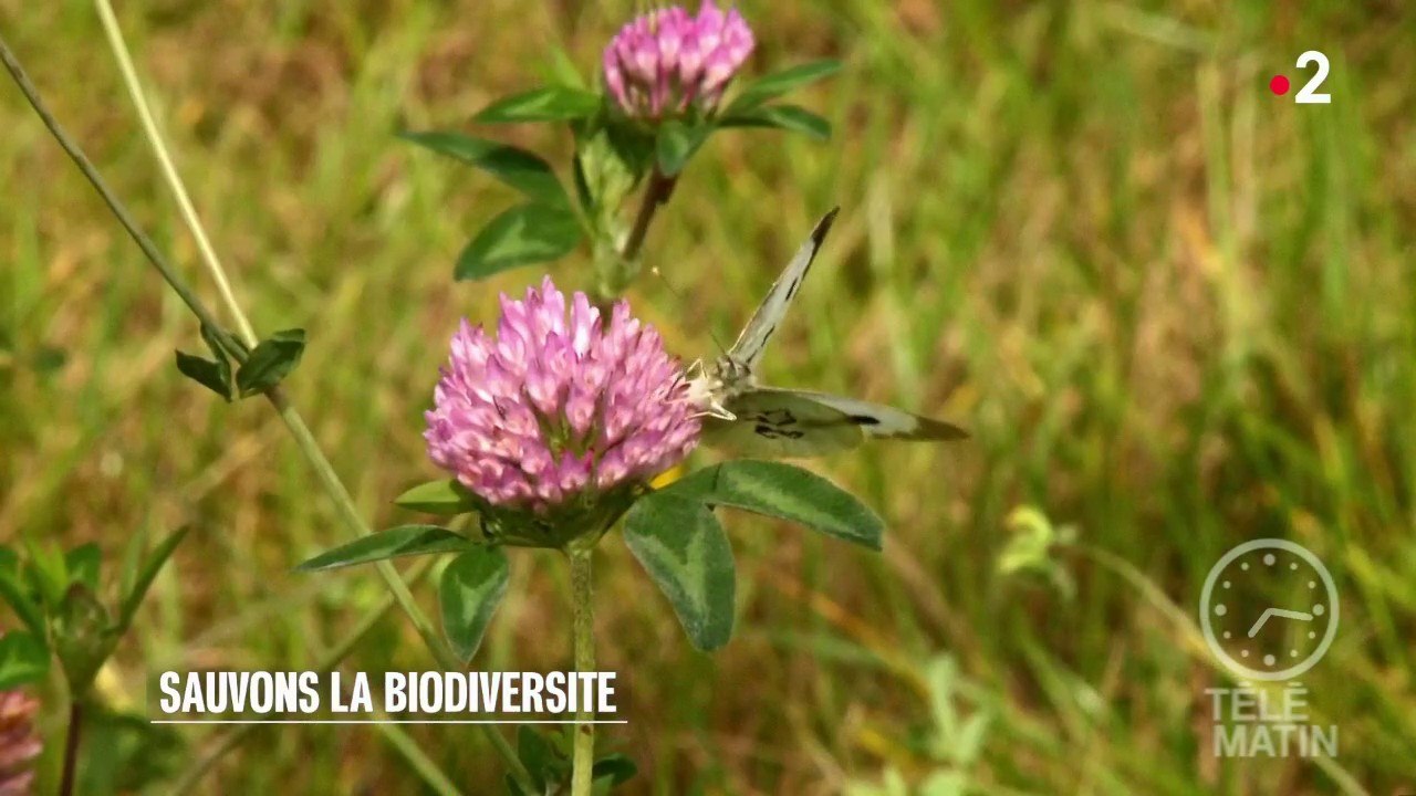 Sciences - Les phytosanitaires