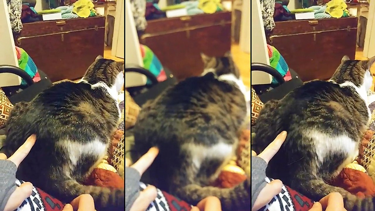 Un chat active le mod twerk