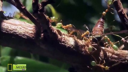 Sinh vật Khỏe nhất trong thế giới động vật - Thuyết minh